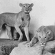 Illustration for article titled Heres Part of the Reason Why These Male Lions Are Maneless